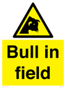 bull-in-field~